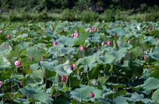 Une vallée de lotus en banlieue de Hanoï plaira à tous les romantiques 