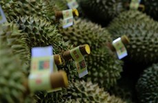 La province de Lâm Dông exporte son premier lot de durians vers la Chine