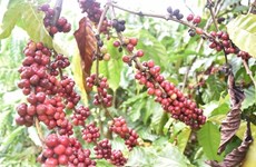 Le libre-échange aide le café vietnamien à renforcer sa présence au Royaume-Uni