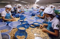Noix de cajou : les entreprises vietnamiennes appelées à investir en Afrique de l’Ouest