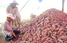 Les patates douces et les nids d'hirondelles sont officiellement exportés vers la Chine