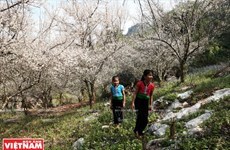 Les premières fleurs de prunier sur le plateau de Môc Châu épatent les visiteurs