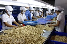 Opportunités et défis liés à l’achat des noix de cajou brutes d’Afrique en débat à Hanoi
