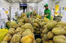 Exportation: 2023, une année prometteuse pour les fruits vietnamiens