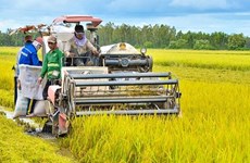 Le Vietnam oeuvre pour devenir un producteur et fournisseur alimentaire durable