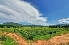 Le Vietnam, une puissance agricole