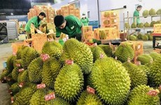 Les exportations des fruits et légumes vers la Chine en constante augmentation 
