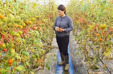 Hai Phong portera à près de 1.000 ha sa superficie de production agricole bio