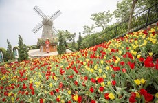 Des tulipes en plein épanouissement sur le mont Ba Den