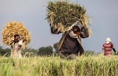 La CE envisage d’imposer les importations de riz du Cambodge et du Myanmar