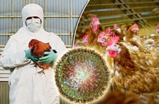 Le Cambodge signale le premier foyer de grippe aviaire H5N6