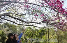 Bientôt l’événement "Fleurs de cerisier - Pa Khoang - Dien Bien 2019"