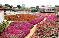 Le parc floral de Hô Tây, une destination prisée à Hanoï