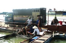 L’élevage d’Hemibagrus guttatus en vogue à Phu Tho