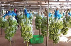 HAGL Agrico expédie sa première cargaison de bananes à partir du Cambodge vers la Chine