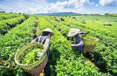 Découverte de la plantation de thé près de 100 ans à Da Lat