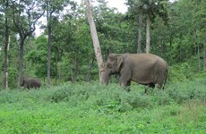 Installation du GPS pour surveiller les éléphants sauvages à Dak Lak