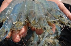L'Australie augmente ses importations de crevettes vietnamiennes 