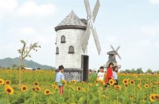 Bac Giang: un champ de fleurs de tournesols pour les fans de photos