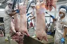 Le PM demande de renforcer des mesures à stabiliser le prix du porc