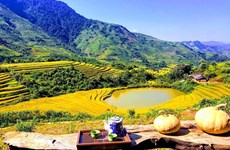 Sin Suối Hồ, un "printemps doré" à Lai Chau