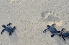 Conservation et protection des populations et des habitats des tortues marines