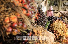 L'Indonésie impose des ventes intérieures obligatoires d'huile de palme