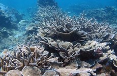Promotion de la préservation de la biodiversité et des écosystèmes marins