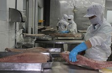Forte hausse des exportations nationales de thon 