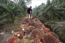 L'Indonésie augmente son quota d'exportation d'huile de palme