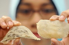La Malaisie élargit l’envergure de l'industrie des nids de salanganes