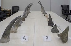 Singapour : saisie record de cornes de rhinocéros