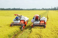 Le CLRRI travaille dur pour améliorer les variétés de riz de spécialité