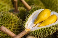 2023 promet d'être une année d'accélération des exportations nationales de durian