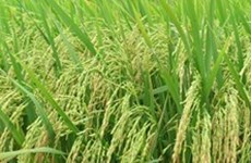 L'institut de recherche sur le riz coopèrent pour développer des variétés de riz de race pure