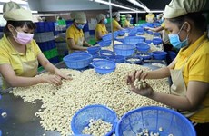 Exportations du riz, du café et des noix de cajou en hausse