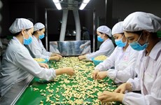 2018: le Vietnam reste le ​plus grand exportateur mondial de noix de cajou 