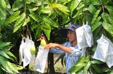Moc Chau vise 400-500 tonnes de mangues exportées en Chine en 2019