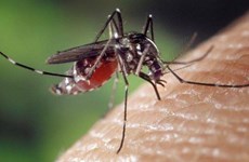 Les Philippines font face à une épidémie nationale de dengue