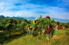 Un homme se consacre à la production de l’ancien thé Shan Tuyêt