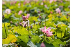 Les étangs de lotus, un point phare du tourisme culturel au pays natal de l'Oncle Hô