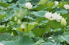 Les Hanoïens enchantés par les fleurs de lotus blanches