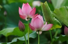 Les fleurs de lotus fleurissent à la périphérie de Hanoï