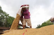 Le prix du riz du Vietnam tombe à 450 dollars par tonne