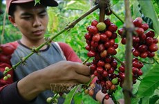 L'Indonesia s'efforce d'améliorer le rendement de production de café