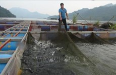 La pisciculture semi-sauvage dans le réservoir de Hoa Binh