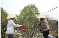 Les producteurs de pêchers de Nhât Tân se préparent pour le Nouvel An lunaire 2021