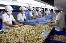 Les Pays-Bas vont investir dans la filière de la noix de cajou à Binh Phuoc