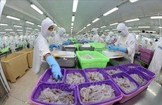 Le Vietnam devrait être le principal producteur mondial de crevettes