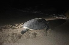 Ha Tinh: une tortue en voie de disparition relâchée dans la mer